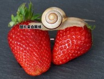 小草莓的种植背后蕴含的含义是什么
