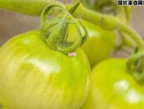 生熟未知的青西红柿能否食用？