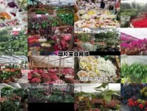 西安市内哪里有花卉市场可以购买鲜花？