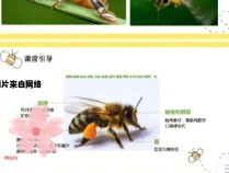 蜜蜂的独特特征有哪些