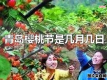 青岛举办樱桃节的具体日期是什么？