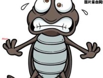 蟑螂的危害与我们生活息息相关