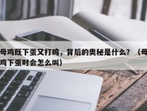 母鸡既下蛋又打鸣，背后的奥秘是什么？（母鸡下蛋时会怎么叫）