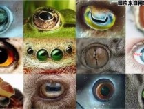 哪种动物的瞳孔形状像长方形？