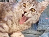 一只猫咪在hp血统觉醒之后发生了什么