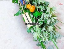 为何端午节要悬挂艾草？