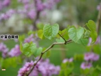 初夏的时间段是几月至几月？ 初夏时节是几月份