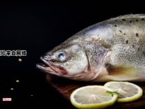 淡水鲈鱼养殖的技巧和关键要点