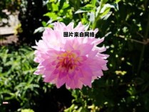 苦菜与败酱草是否相似？（苦菜和败酱草的区别）