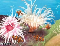 海菊花的动物身份是什么？