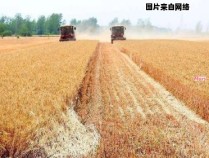 小麦种植季节的俏皮话