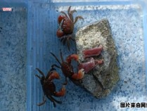 如何在家中养抓捕的小螃蟹