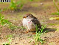 小麻雀需要哪种食物才能生存？