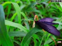 重阳木锦斑蛾的食物来源是哪些植物？