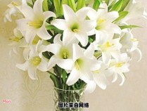 送花时百合花的花语及接收对象