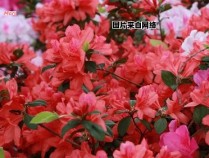 宣城杜鹃花盛景探秘