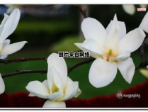 上海市市花是哪种植物？