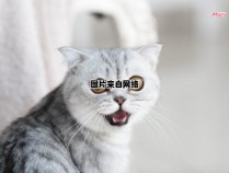 猫咪为何频繁发出叫声的原因是什么？