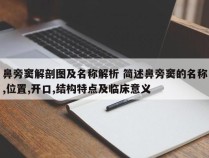 鼻旁窦解剖图及名称解析 简述鼻旁窦的名称,位置,开口,结构特点及临床意义