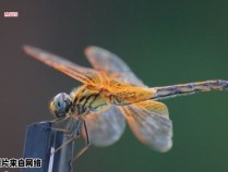 蜻蜓的外貌和独特之处