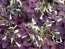紫叶醡浆草的养护方法详解