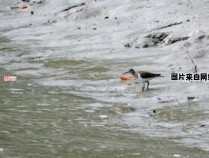 红树湿地中的氧化反应及挥发性化学物质