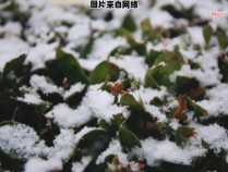 雪花飘落，香气弥漫的地方是哪里