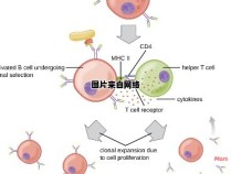 适应性免疫细胞的特点有哪些？