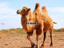 骆驼的驼峰是否储存的是液体？