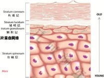 皮肤表层的组成是什么？