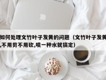 如何处理文竹叶子发黄的问题（文竹叶子发黄,不用剪不用砍,喷一种水就搞定）