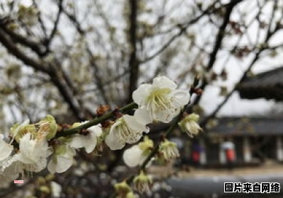 柳絮飘落的季节是哪个月份