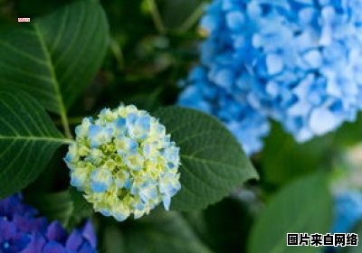 柳絮飘落的季节是哪个月份