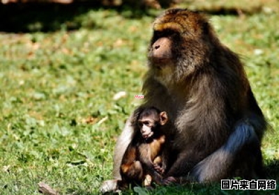 什么动物被称为恐怖直立猿？