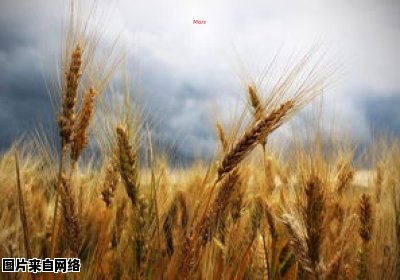 杂交水稻种植时间的研究 杂交水稻的栽培要点