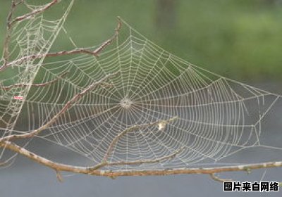 晚间如何有效驱赶蚊虫 晚上驱蚊妙招