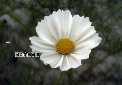 樱花动漫，财富不在乎（财富不是一切）