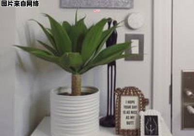 办公室理想的室内植物选择 办公室选择植物考虑哪些方面