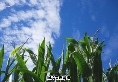 初夏的时间段是几月至几月？ 初夏时节是几月份