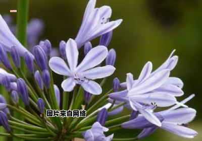 锦晃星的培育须知及养殖技巧 夏季锦晃星的养殖方法和注意事项