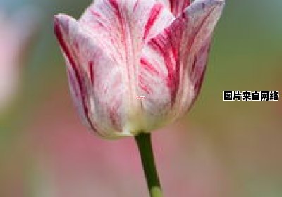 什么是网络热词“黑莲花”的含义？ 黑莲花啥意思?