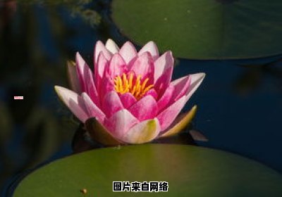 什么是网络热词“黑莲花”的含义？ 黑莲花啥意思?