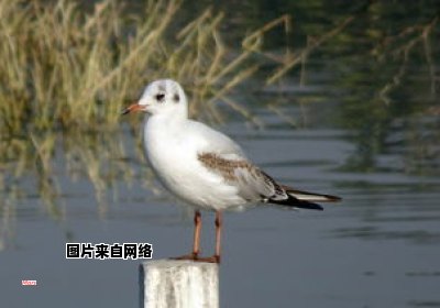 三种水产中有哪些是白鱼和白虾的同伴？（三种海鲜白鱼白虾）