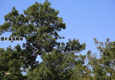 大邑县的绿化带上长满了各种植物 大邑县的绿化带上长满了各种植物是什么