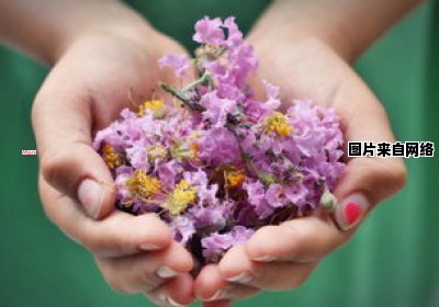 塑料花友谊：探讨其利弊