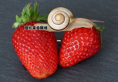 小草莓的种植背后蕴含的含义是什么