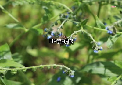 小草莓的种植背后蕴含的含义是什么