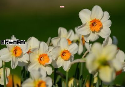 春天未至，花朵何时开放（alb公司）