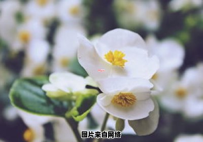 春天未至，花朵何时开放（alb公司）