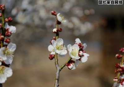 嘉定紫藤花园盛放紫藤花的时节（嘉定紫藤花园盛放紫藤花的时节是什么）